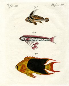 奇妙な魚