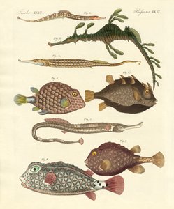 奇妙な魚 作： German School