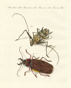奇妙な外国のカブトムシ 作： German School