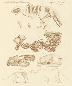 四足の動物の奇妙な化石（彩色済み彫刻 作： German School