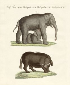 奇妙な四足の動物（彩色彫刻 作： German School