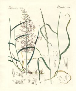 奇妙な種類の草