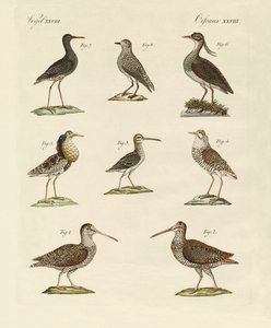 奇妙な沼鳥 作： German School