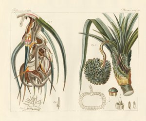 奇妙な植物（彩色された彫刻 作： German School