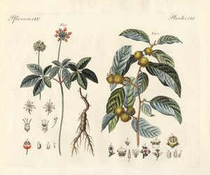 奇妙な植物（彩色された彫刻 作： German School
