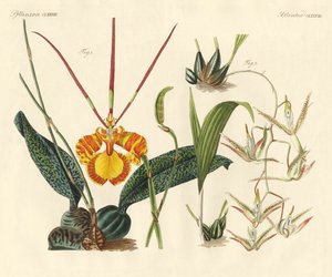 奇妙な植物（彩色された彫刻 作： German School