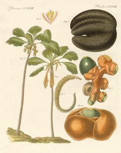 奇妙な植物 作： German School
