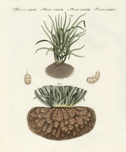 奇妙な植物 作： German School