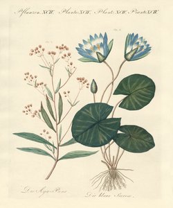 奇妙な植物 作： German School