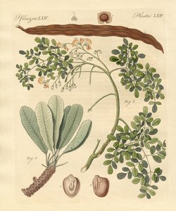 奇妙な植物
