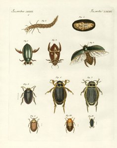 奇妙に泳ぐカブトムシ（彩色済み彫刻 作： German School