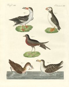 奇妙な水鳥たち（彩色済み彫刻 作： German School