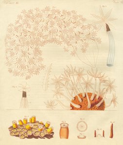 奇妙な虫、zoophytes（彩色彫刻 作： German School