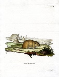 縞模様の野ネズミ（カラー刻印 作： German School