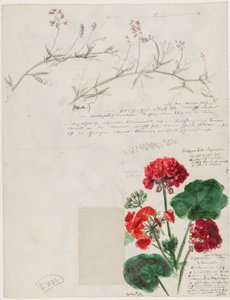 ローマとパンコウで作られた植物と人物の研究、ベルリン、1868 作： German School