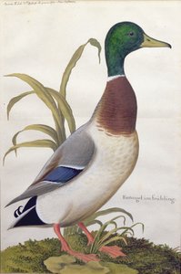 マガモの研究、1790年頃（紙にガッシュを塗ったトイレ）