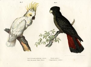 硫黄が付いたコカトゥー、1864 作： German School