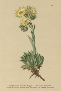 Sun Houseleek（Sempervivum Wulfenii） 作： German School