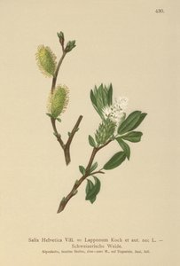 スイスウィロー（Salix Helvetica、Salix Lapponum）