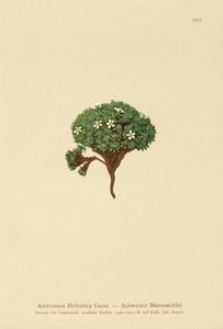 スイスロックジャスミン（Androsace Helvetica） 作： German School