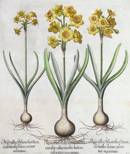 Tazetta Narcissi、Hortus Eystettensis、Basil Besler（1561-1629）、パブ。 1613（手描きの彫刻） 作： German School