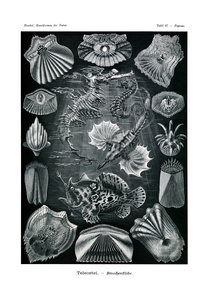 Teleostei、1899-1904 作： German School