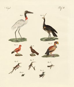 10羽のアメリカの鳥 作： German School