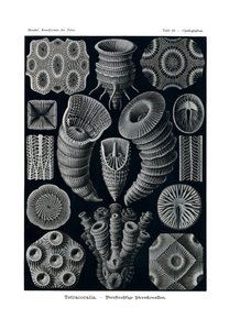 Tetracoralla、1899-1904 作： German School