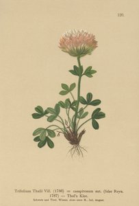 Thalsクローバー（Trifolium Thalii、Trifolium caespitosum） 作： German School