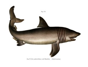 The Basking Shark（カラーリトグラフ 作： German School