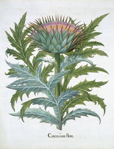 カルトゥーン、バジルベスラー（1561-1629）によるHortus Eystettensisのパブ。 1613（手描きの彫刻）