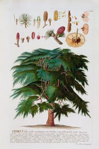 植物の本、パブからヨハンヤコブハイド（1704-67）プレート60が刻まれた杉。オーガスタス・ヴィンド 作： German School