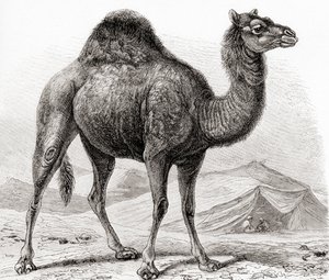 ドロメダリー、別名アラビアラクダ、「Meyer