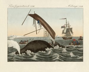 クジラ漁の危険性（カラーのエングレービング 作： German School