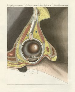 人間の目を通して描かれた顔の器官（彩色彫刻 作： German School