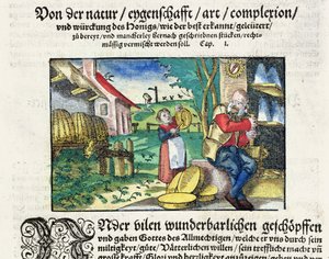 1573年にストラスブールで出版された医薬品に関するドイツの論文（着色された木版）のイラストによる、医学における蜂蜜の癒しと治療の使用 作： German School