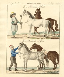 さまざまな種類の馬（彩色済み彫刻 作： German School