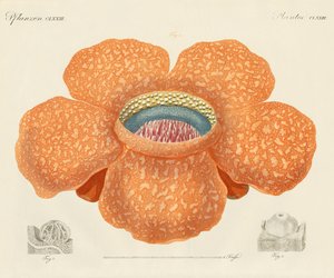 花の中で最も大きな花（彩色画 作： German School