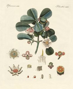 薔薇色のクルージア（彩色彫刻 作： German School