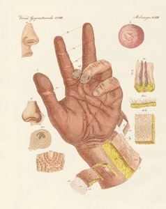 人間の皮膚の感覚、または見方（カラーの彫刻版 作： German School
