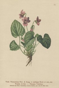 Thomas Pansy（Viola Thomasiana、Viola ambigua） 作： German School