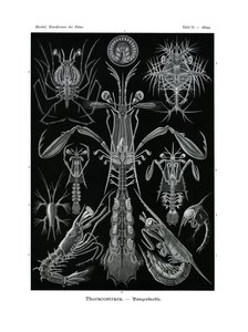 Thoracostraca、1899-1904 作： German School