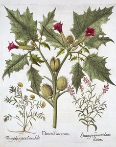 ソルトアップル、ジャーマンダー、パープルトードフラックス、Hortus Eystettensis、バジルベスラー（1561-1629）、パブ。 1613（手塗りの彫刻） 作： German School