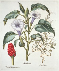 ソーンアップル、バジルベスラー（1561-1629）によるHortus Eystettensisのパブ。 1613（手描きの彫刻） 作： German School