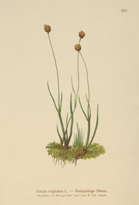 3殻のラッシュ（Juncus triglumis） 作： German School
