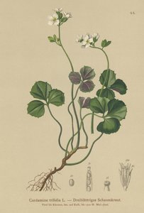 3葉のBittercress（カルダミントリフォリア）