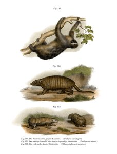3つま先ナマケモノ、1860 作： German School