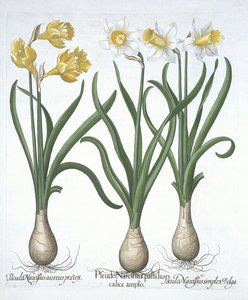 Hortus Eystettensisからの3つのPseudo-Narcissi、Basil Besler（1561-1629）pub。 1613（手描きの彫刻） 作： German School