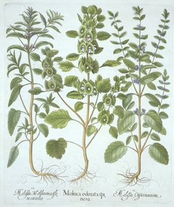 Hortus Eystettensisからの3種類のバーム、Basil Besler（1561-1629）、パブ。 1613（手塗りの彫刻） 作： German School