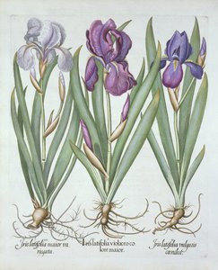 Basil Besler（1561-1629）pubによるHortus Eystettensisからの3種類の根茎のひげを生やしたアイリス。 1613 作： German School